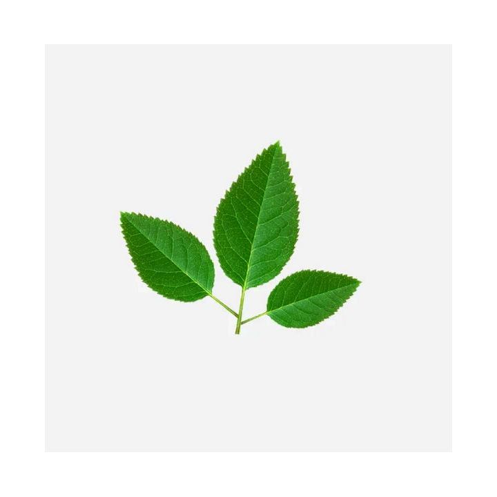 Set 3 Cookie Cutters "Rose Leaf"